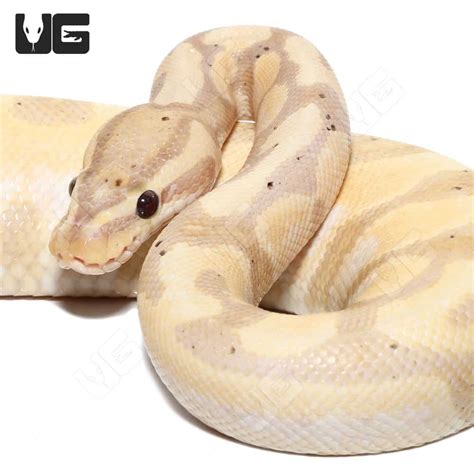 Image result for Lavender Spider Ball Python