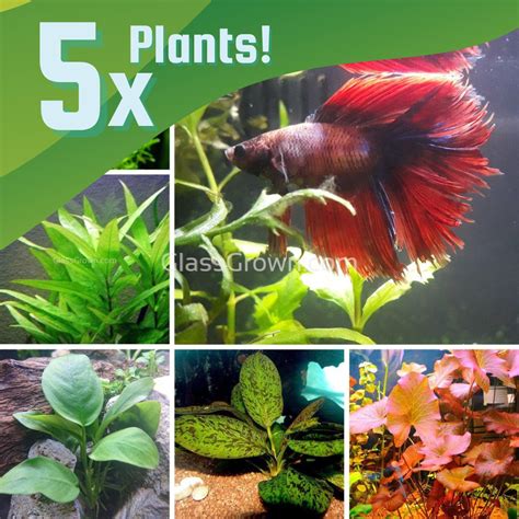 Betta Fish Bowl Plant My New Betta Tank Journal