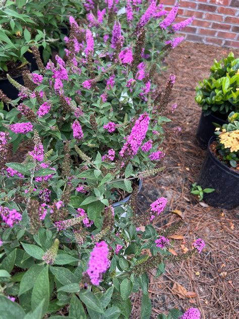 Deciduous Shrubs (Flowering) - Drawf Butterfly Bush - Beach Landscaping ...