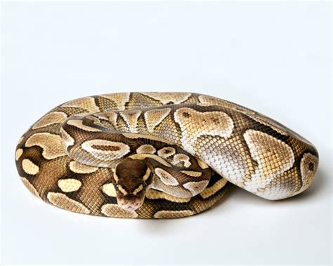 Image result for Female Lesser Ball Python