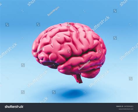 3d Rendering Human Brain Anatomical Model Stock Illustration 2470591821 ...