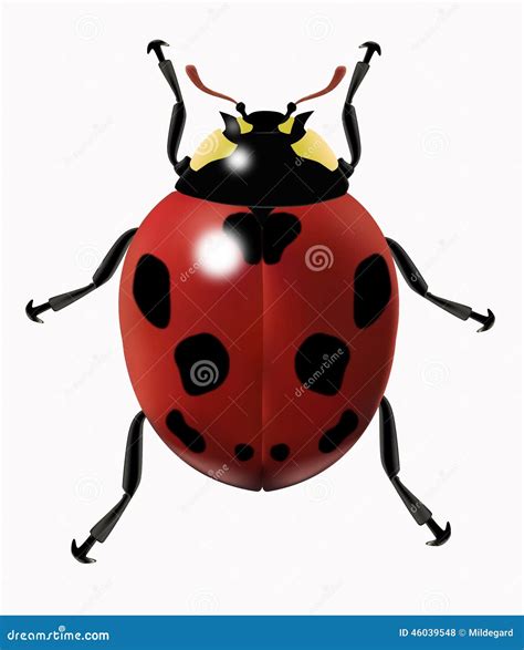 Image result for Ladybug Realistic