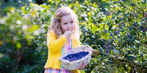 Michigan Bucket List: U-Pick Blueberry Farms