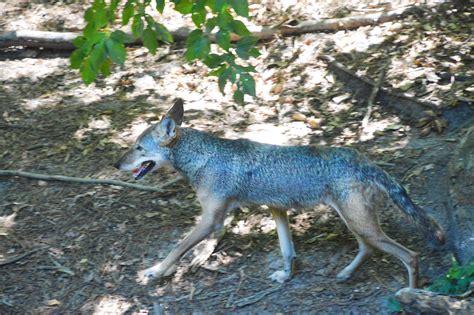 Coyote Wolf Hybrid