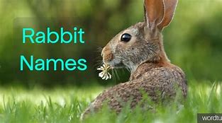 Image result for Baby Rabbit Names