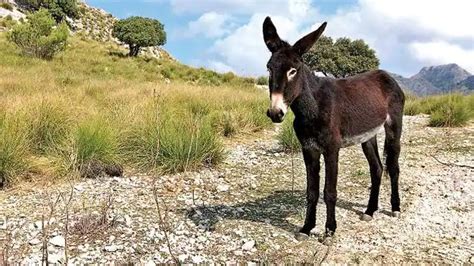 Do you know what it means if you see this hardworking animal in your ...