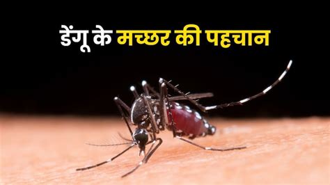 डेंगू वाले मच्छर की ऐसे कर सकते हैं पहचान, देखते ही पता लगा लेंगे आप ...
