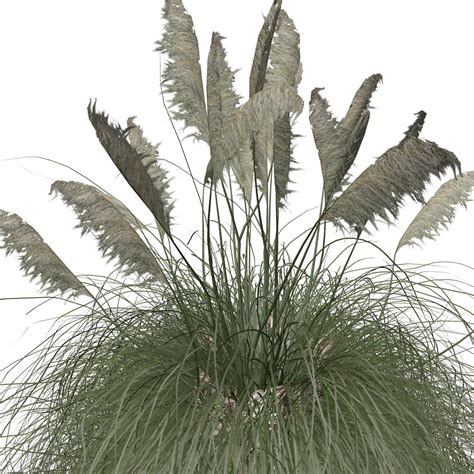 Pampas Grass Plant Collection by AntonioKowatsch