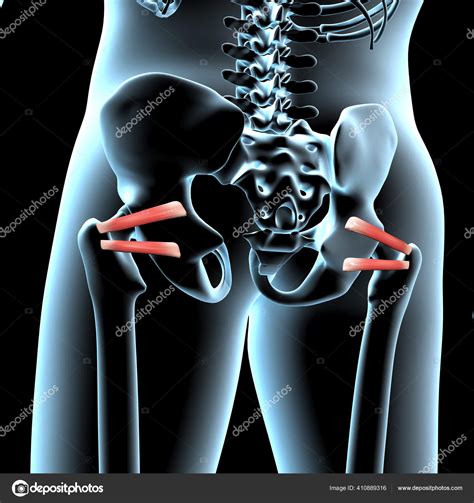 Superior Gemellus Muscle