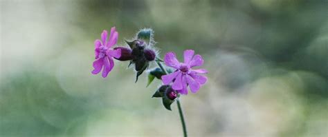 Download wallpaper 2560x1080 red campion, petals, flowers dual wide ...