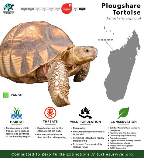 Ploughshare Tortoise - Turtle Survival Alliance