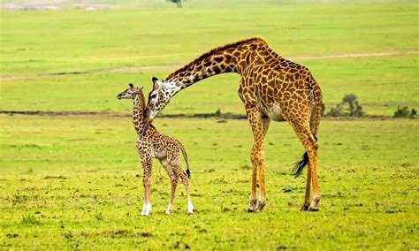 Image result for Giraffe Poop Facts