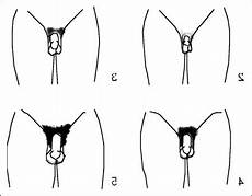 Pubic Hairstyle Pictures by Pubic Hairstyles For Photos Ideas Hairstyles For Pubic Hairstyle Pictures