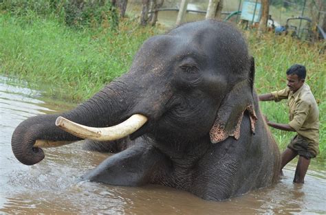 SAKREBAILU ELEPHANT CAMP (2025) All You Need to Know BEFORE You Go ...