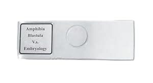 AI-Blastula Prepared Slide/for Microscope Slidefor Microscope Slide ...
