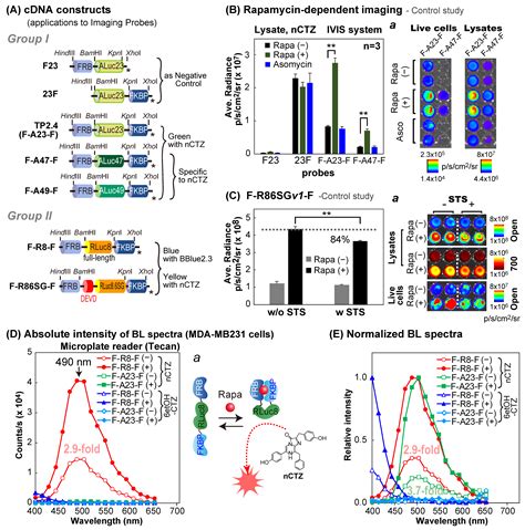 Bright Molecular Strain Probe Templates for Reporting Protein–Protein ...