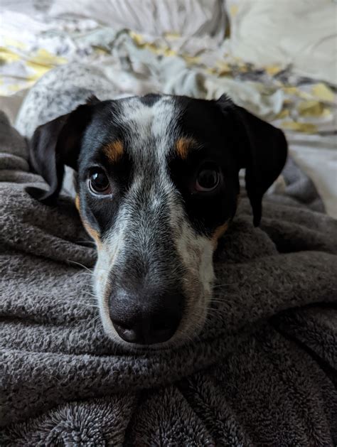 Basset Hound Cattle Dog Mix at Karen Baptiste blog