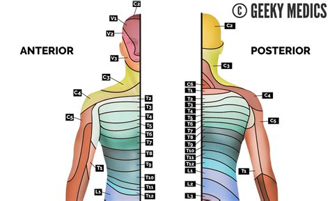C Spine Dermatomes