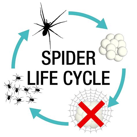 NOPE! Spider Killer Repellent - ริมถนน. Thailand | Ubuy