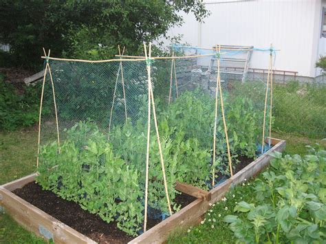 Biodynamic Pea Trellises