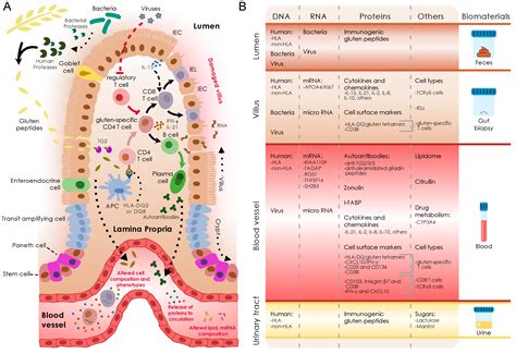 Molecular Biomarkers for Celiac Disease: Past, Present and Future