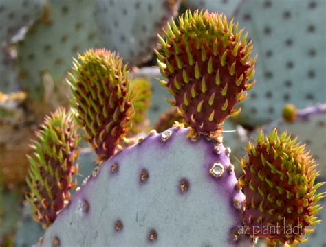 Santa Rita Prickly Pear: Purple, Prickly and Gorgeous!