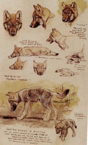 Image result for Wolves Life Cycle
