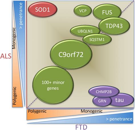 Genetics insight into the amyotrophic lateral sclerosis/frontotemporal ...