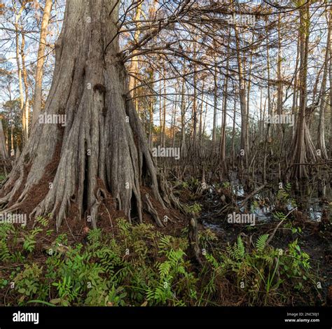 Fluted base of Pond Cypress trees in slough at Indian Lake State park ...