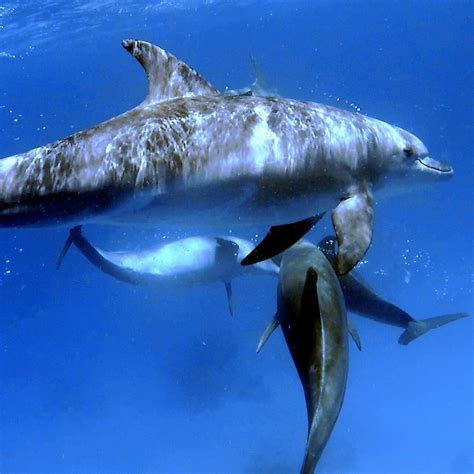 MAKO DIVERS CLUB (2026) All You Need to Know BEFORE You Go (with Photos ...