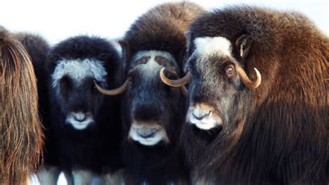 Visit Seward Peninsula: Best of Seward Peninsula Tourism | Expedia ...