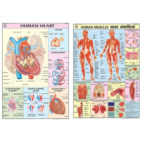 Buy HP10S | TeachingNest | Human Heart Chart 70x100 cm | English ...