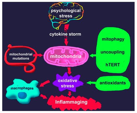 The Link between Chronic Stress and Accelerated Aging