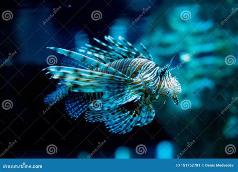 Lion Fish Swimming. in the Pool of Aquatic Species. Lion Fish Has a Deadly Poison. Stock Image ...