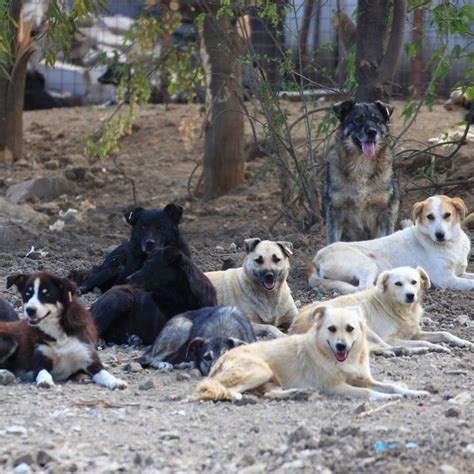 Your Legacy for Animals in Need - FOUR PAWS International - Animal ...