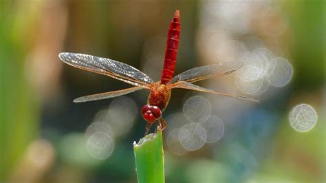 Download wallpaper 3840x2160 dragonfly, insect, macro, plant 4k uhd 16: ...