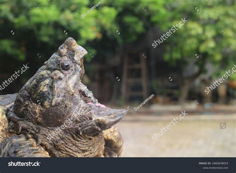 Image result for Snapping Turtle Eating