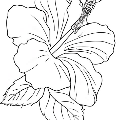 Hibiscus Coloring Page · Creative Fabrica