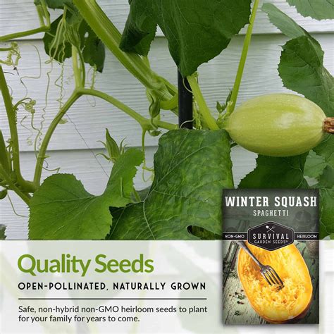 Spaghetti Squash Seeds – Winter Storage Variety – SurvivalGardenSeeds