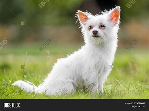 White Chihuahua Yorkie Mix