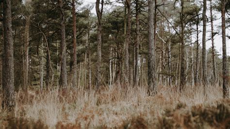Download wallpaper 3840x2160 forest, trees, conifer, grass, wildlife 4k ...
