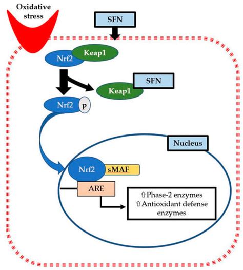 The Integrative Role of Sulforaphane in Preventing Inflammation ...