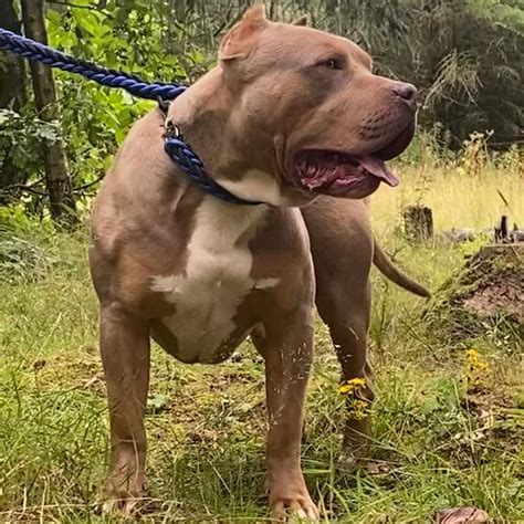 Bully Pitbull Life Expectancy at Lance Upshaw blog