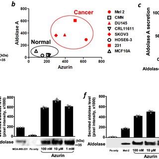 Image result for Azu Protein