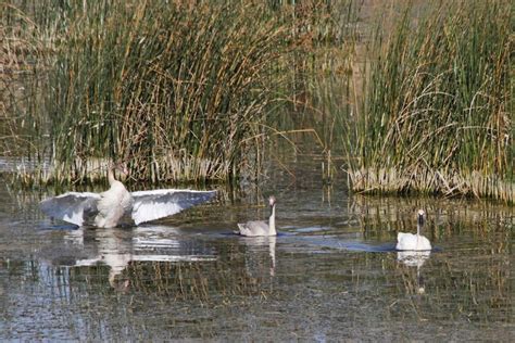 Friday Evening Bird Walk with Spokane Audubon, 26010 S Smith Rd, Cheney ...