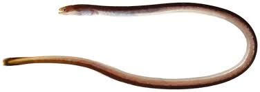 Moringua raitaborua Pink Paddletail Eel | FRESHWATERAQUATICA