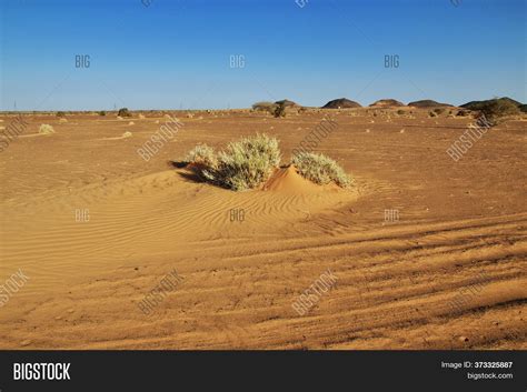 Sahara Desert Plants