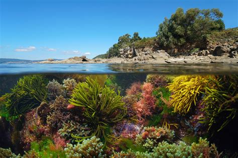 Ocean Plants — And Why They’re So Important - JestHoop