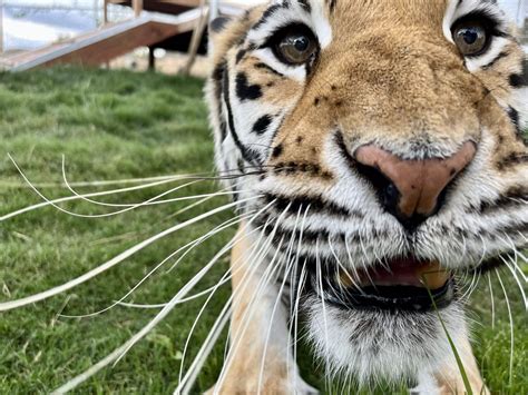 King of the Jungle - Exploring Lion Behaviors, Diet, & Social Structure - Lions Tigers and Bears
