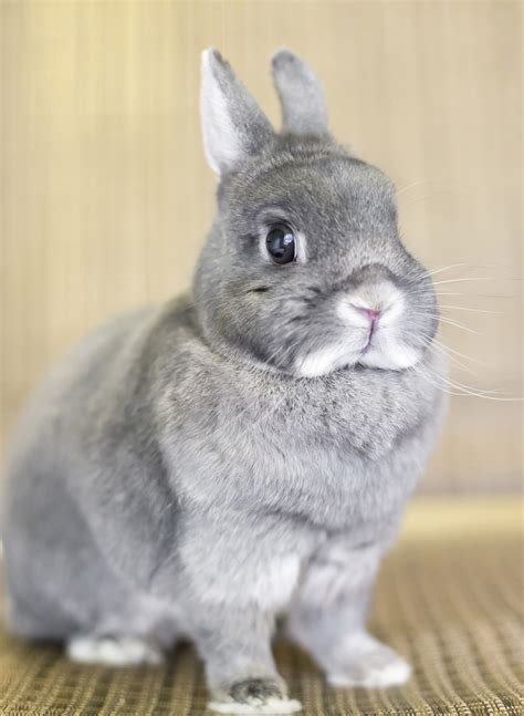 White Norwegian Dwarf Rabbit